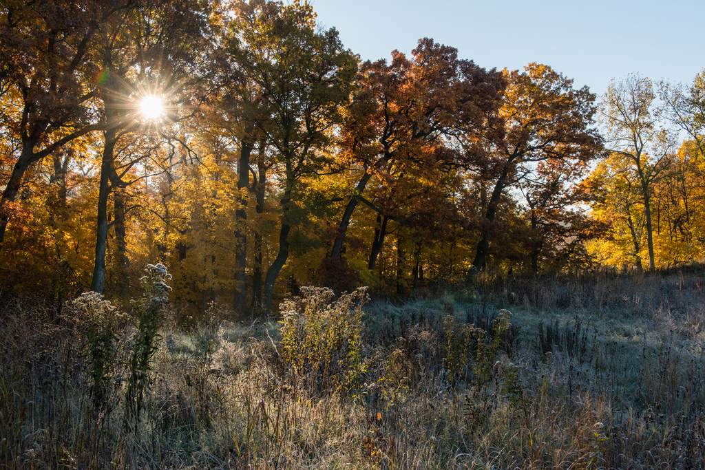 The Woodlands at the Turn by Justin Kern.