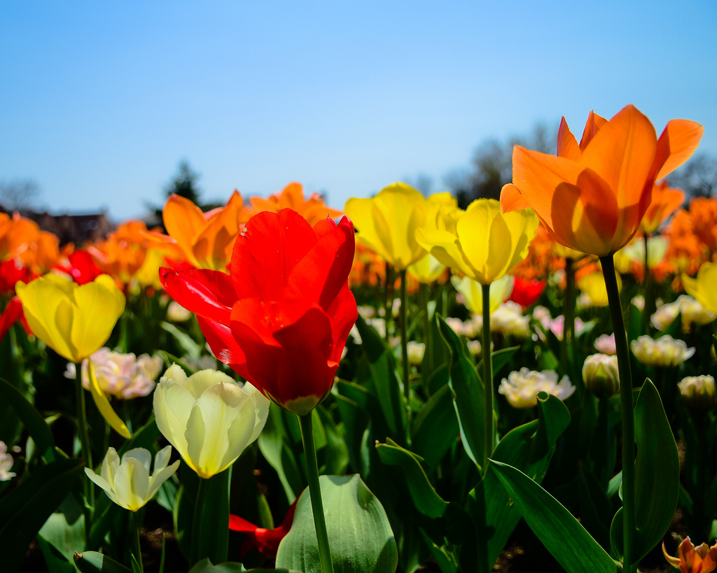 Flowers in the Sun - Challenge of CHange