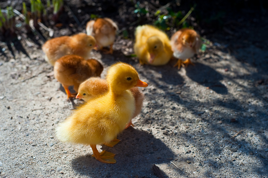 Chicks and Ducks by Jim Pennucci on Flickr