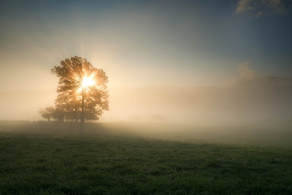 Summer Sun Tree